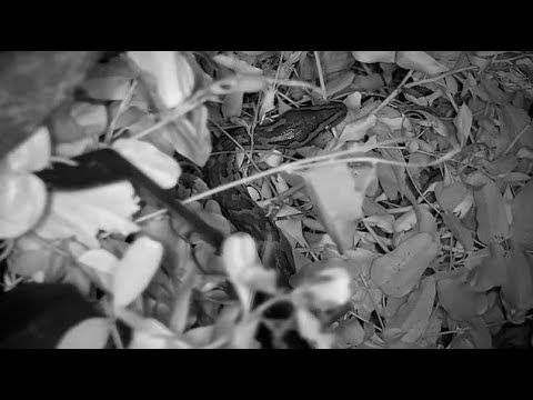 Djuma: Snake-Southern African Python on the ground below cam - 00:53 - 03/24/2023