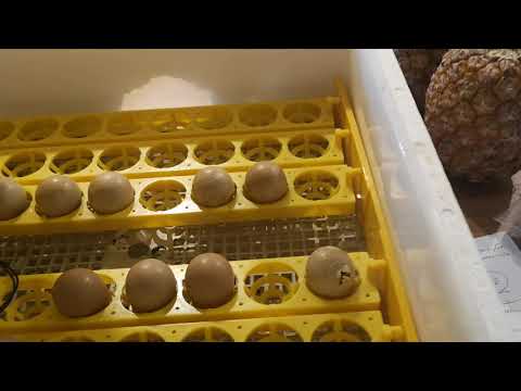 , title : 'How to incubate guinea fowl eggs and chicken eggs from Dr John Quayle at Mariefields Farmstay'