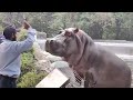 Guard Slapped Hippo Who Trying To Come Out Side From His Cage