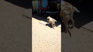 Video preview image #1 Mutt Puppy For Sale in Apple Valley, CA, USA