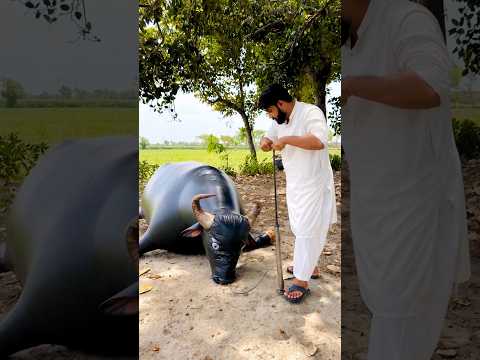 Bhenss Fhulla Dali 😂😂 #funny #comedyfilms #comedy