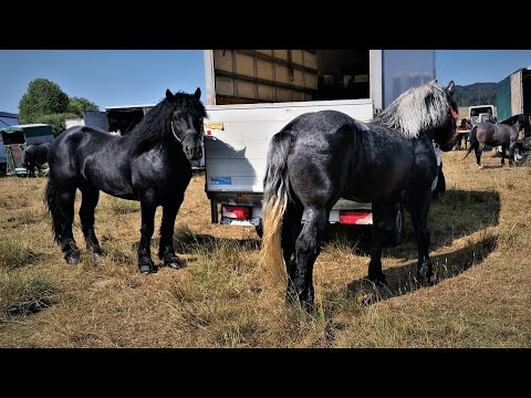 Armasarii lui Marius Craciun de la Voitinel