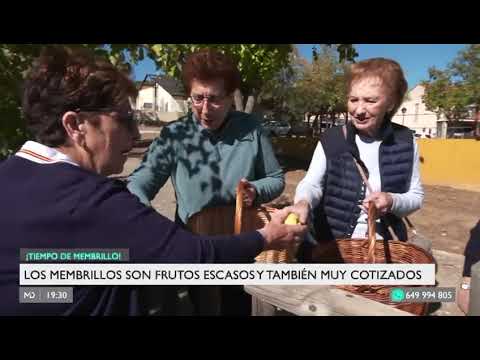 Telemadrid y el Secreto más Dulce de Redueña: La Cosecha del Membrillo
