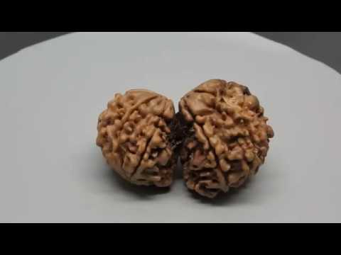 9 Mukhi Rudraksha as portrayed in different Puranas GJSPC LABORATORY