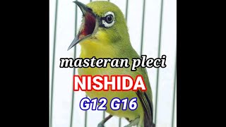 Download lagu MASTERAN PLECI NISHIDA//PLECI VIRAL HARGA MAHAL mp3