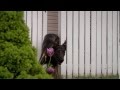 Dog Safety Instructional Video From The United States Postal Service