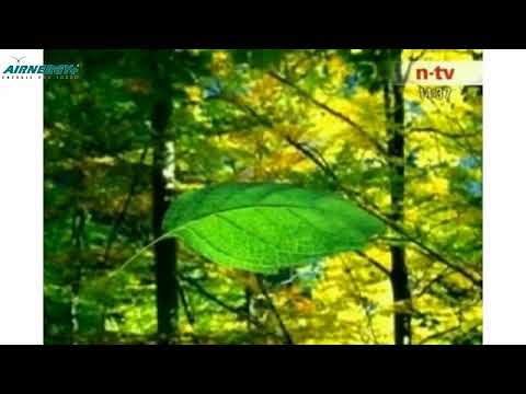 Blutdruck senken | Immunsystem stärken | Wundermittel Atemluft