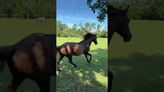 Cumberland Island Wild Horses