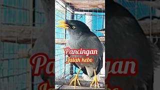Download lagu Pancingan jalak kebo gacor #shorts mp3 Download lagu Pancingan jalak kebo gacor #shorts mp3