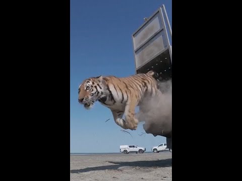 Wild-caught Tiger released into Kazakh nature reserve