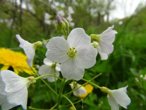 Identifying Lady's Smock AKA Cuckoo Flower, Cardamine pratensis