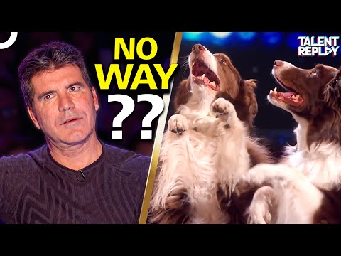 You Won't Believe What These Dogs Can Do! | Britain's Got Talent