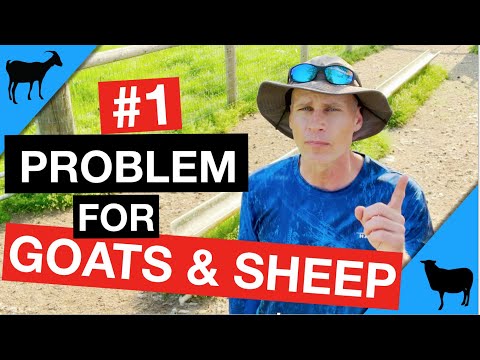 Worms 1: How To Tell If Your Goat or Sheep Has Worms