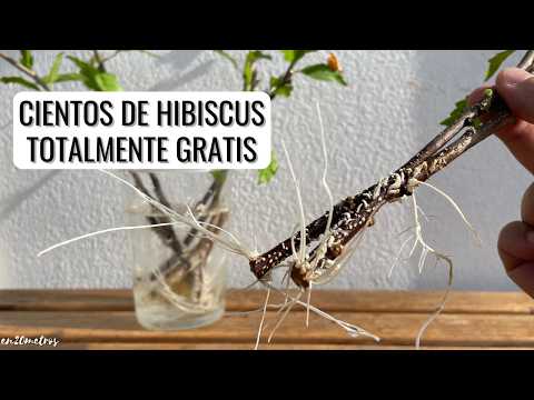 , title : 'CIENTOS DE HIBISCUS GRATIS: reproduce esquejes de hibisco en un mes || en20metros'