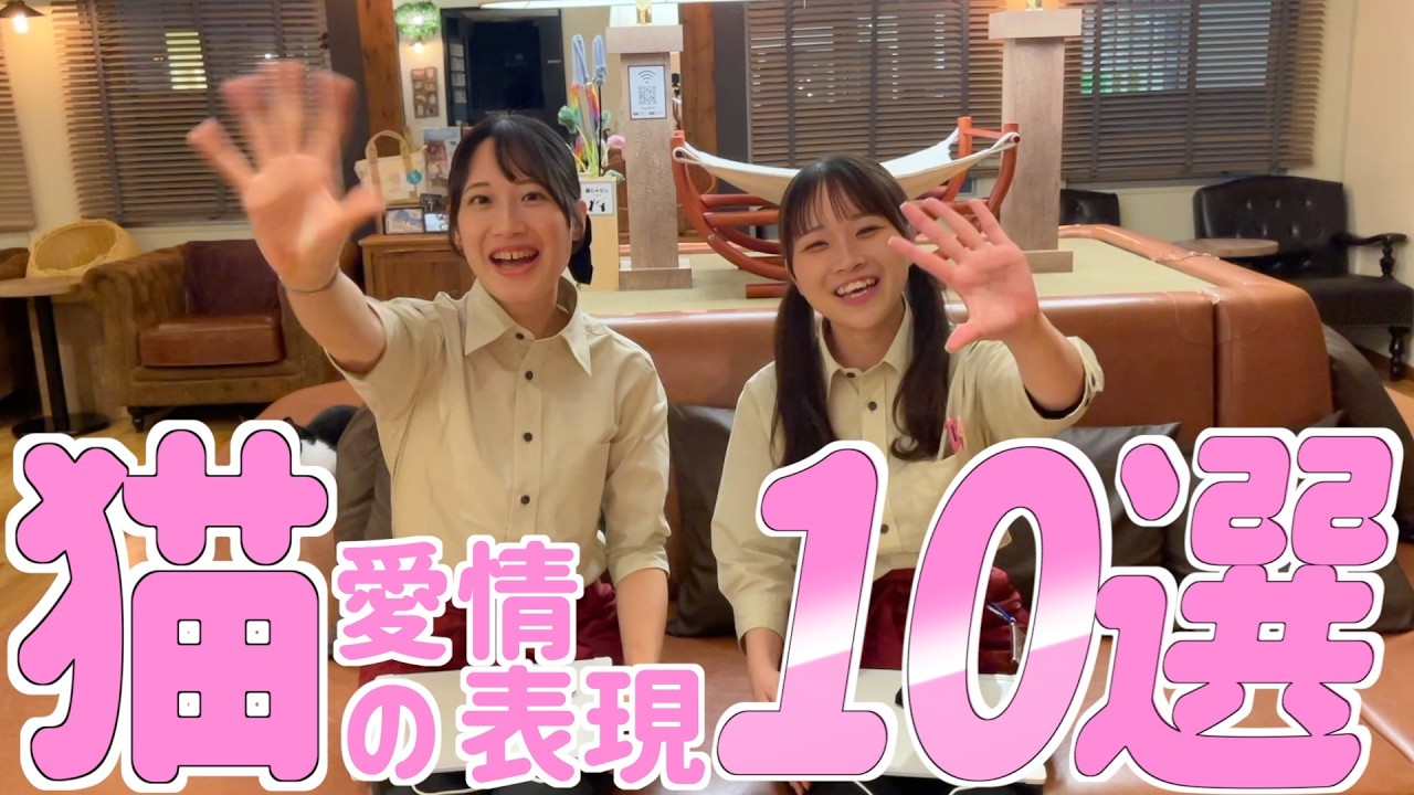 猫があなたを"大好き!!"って思ってる時にする行動を猫カフェスタッフが教えます