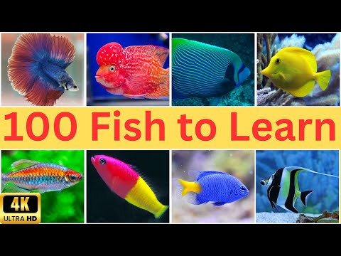 Discover the Fascinating World of 100 Fish Species  | 100 Fish Names