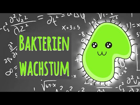 Bakterienwachstum (Exponentialfunktion)