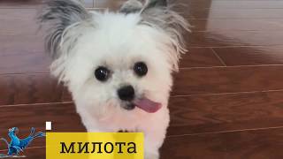 Лучшие приколы 2017.КОУБ.