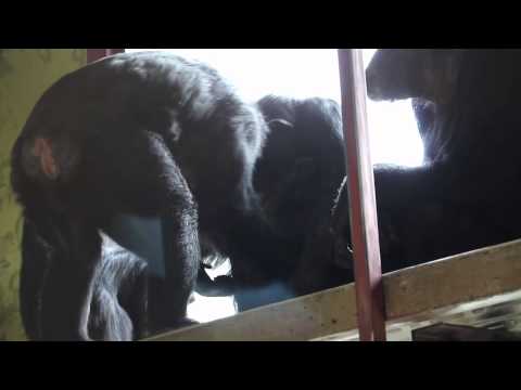 Chimps play while alpha supervises
