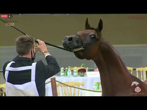 N 431 THAHAB AJMAN   23rd Qatar National Arabian Horse Show   Stallions 4 6 Years Old Class 12B