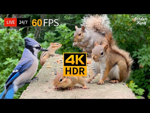 🔴 24/7 LIVE: Cat TV Birds 😺 Bouncy chipmunks, Squirrels, and Birds 🐦 4K Cat Games