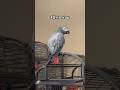 Our African Grey admits he’s a double agent 👀😅 #talkingparrot #africangrey
