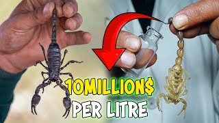 SCORPION VENOM fetches $10 MILLION a Litre..! Scorpion Farming
