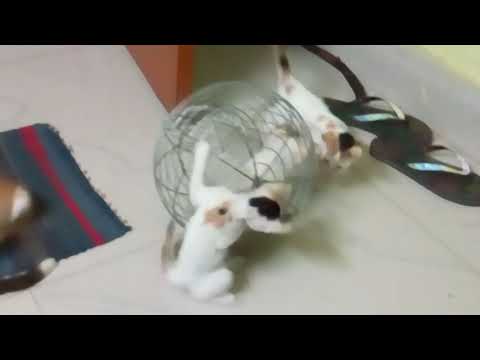 funny play....  kitty party