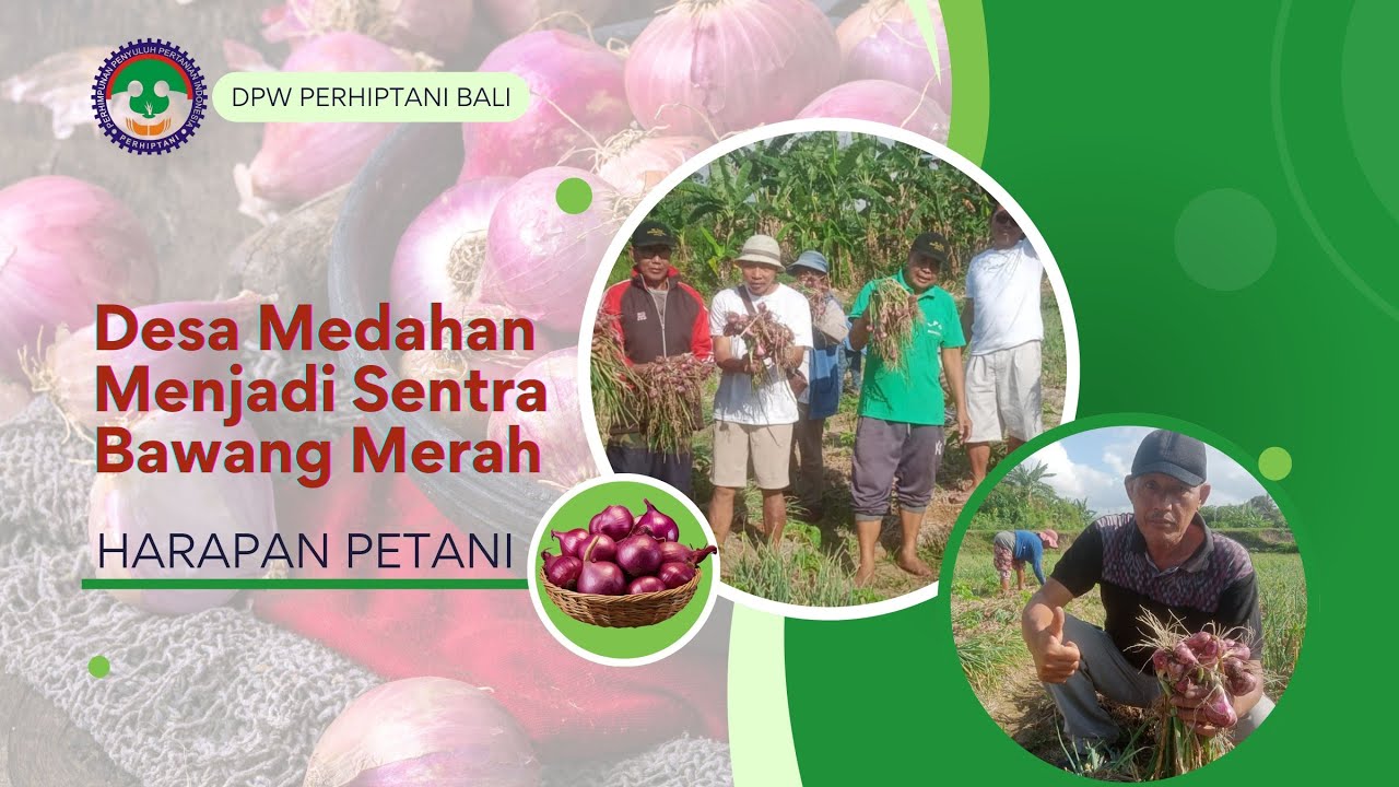 Harapan Petani/Desa Medahan Menjadi Sentra Bawang Merah
