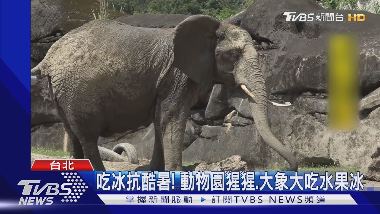 吃冰抗酷暑! 動物園猩猩、大象大吃水果冰