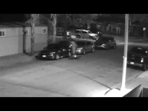 THIEVES IN SOUTH GATE (CLOSE UP)