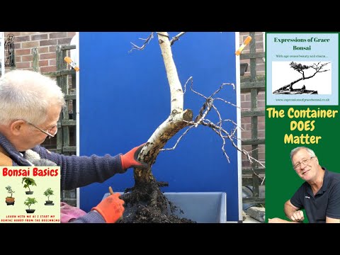 BIG Mistakes That Could Kill Your Yamadori Silver Birch Bonsai