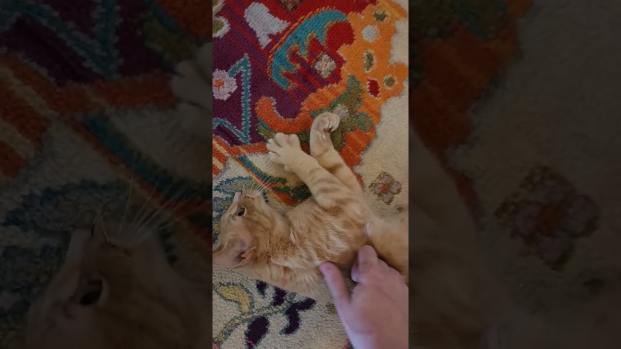 Manx for the Memories, a Adoptable mixed breed in Austin, TX video 6/6