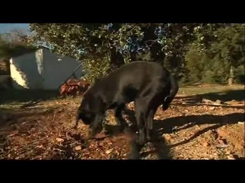 download lagu mp3 mp4 Donne Chien Truffier, download lagu Donne Chien Truffier gratis, unduh video klip Donne Chien Truffier