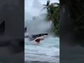 The Tsunami Washed A Shark Ashore