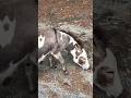 Donkeys Welcomes Safari Cars In Aloha Safari Park Zoo With Such Excitement For Food From Visitors