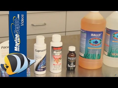 Aquarium Medications: How to Treat Sick Fish