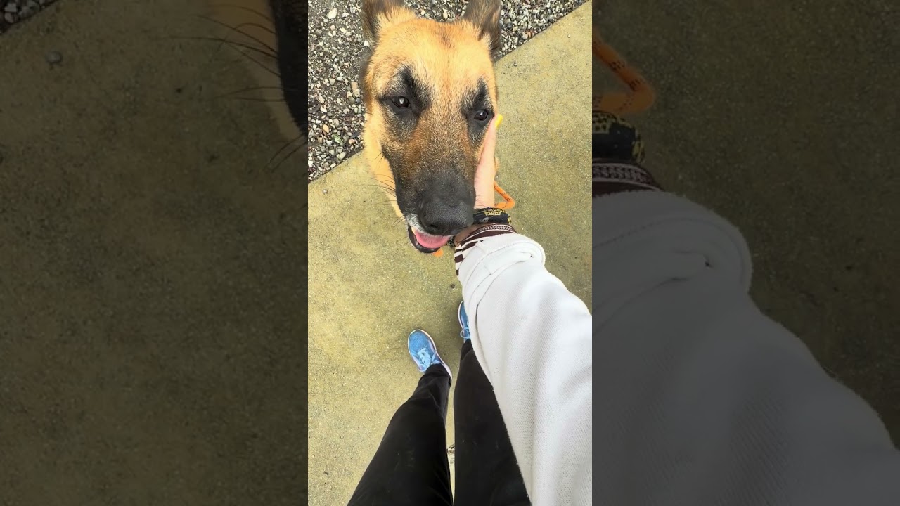 Bronwyn, an adoptable German Shepherd Dog in Dublin, CA video 6/6