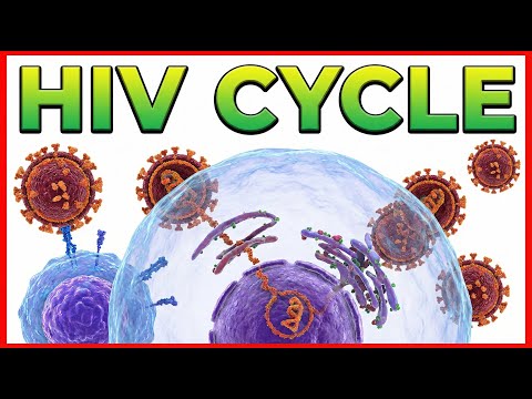 How the HIV Infection Cycle Works - Animated microbiology