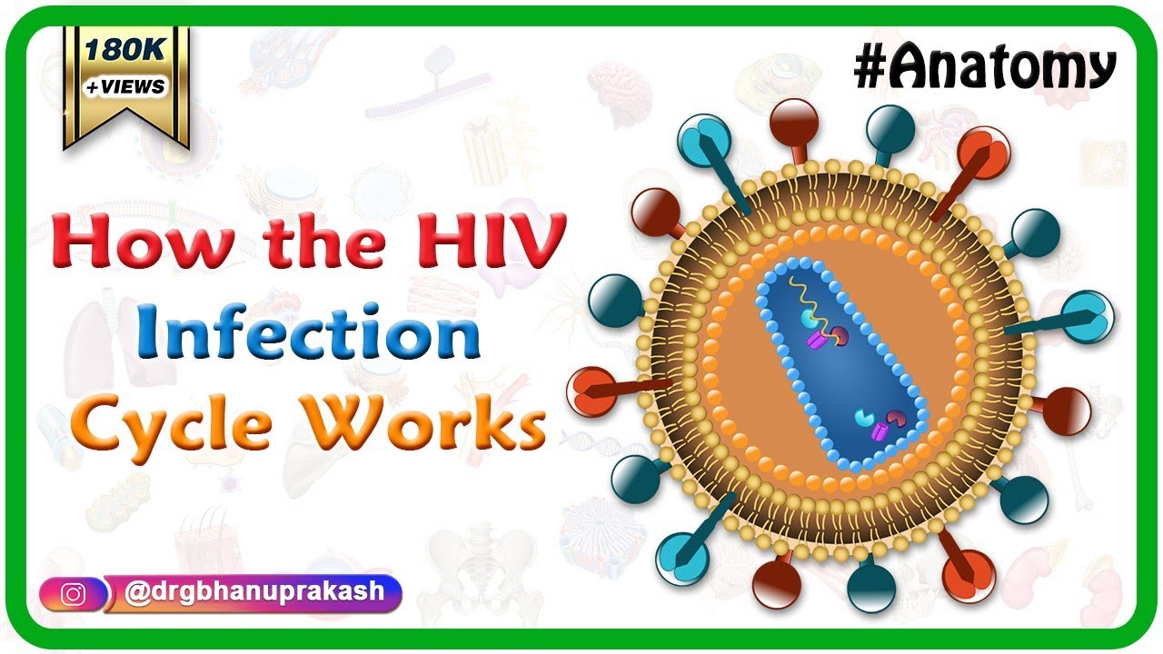 How the HIV Infection Cycle Works - Animated microbiology