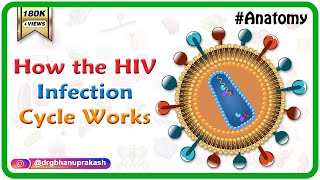 How the HIV Infection Cycle Works - Animated microbiology