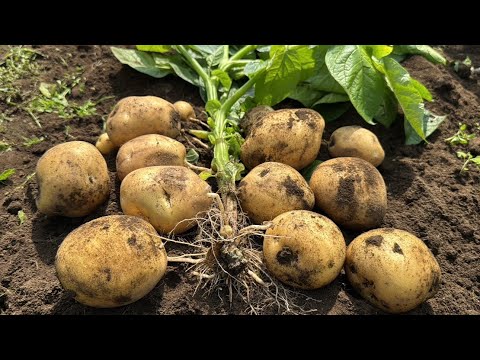 畑の土が良ければ野菜が大きく育つ！野菜作り【総集編３】26/1/2