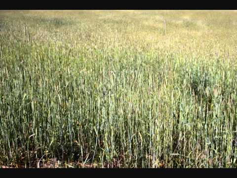 Mafalda Veiga - "Restolho"