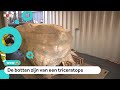 Museum krijgt post: blok vol dino-botten