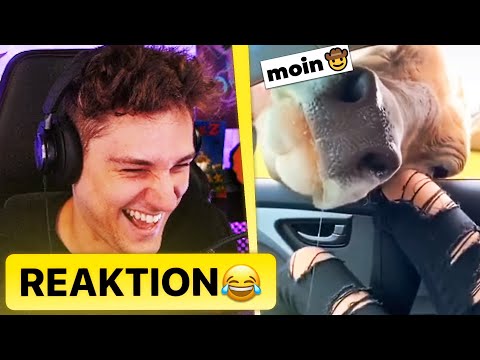 MEMES ZUM LACHEN 😂🐄 | Kevin