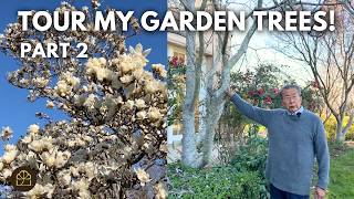 Garden Tour (Pt 2) Sharing the Joy of My Favorite Flowering Trees (Rare Magnolia & Flowering Quince)
