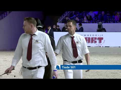 HK 2026 – Event 3 – Studbook Stallions up to and including 12 years of age – Spanish