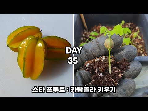 스타프루트 / 카람볼라 씨앗 발아 : How to Grow Star Fruit (Carambola) from Seed
