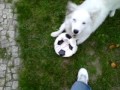 Vicious Dog Bites Leg