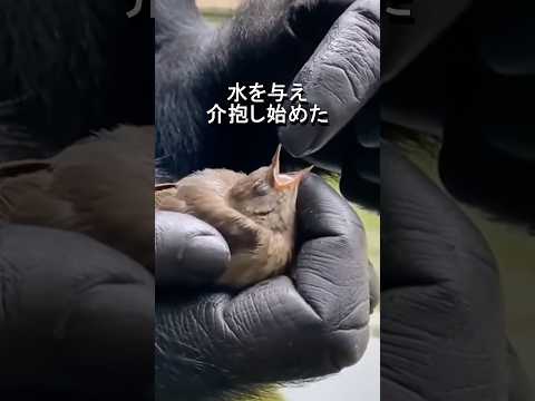 気絶した鳥を助けるゴリラ(AI映像説明欄に記載)shorts #gorilla#bird #respect #rescue #ゴリラ#救助